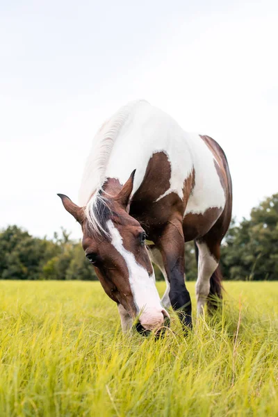 Amerykańska Klacz Paint Horse Niebieskimi Oczami Rasa Westren Pasąca Się — Zdjęcie stockowe