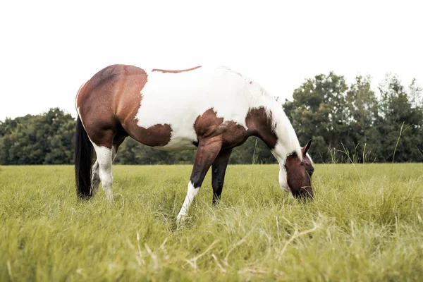 Amerykańska Klacz Paint Horse Niebieskimi Oczami Rasa Westren Pasąca Się — Zdjęcie stockowe