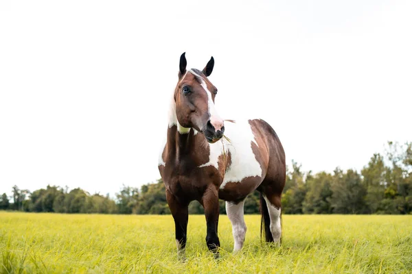 Amerykańska Klacz Paint Horse Niebieskimi Oczami Rasa Westren Pasąca Się — Zdjęcie stockowe