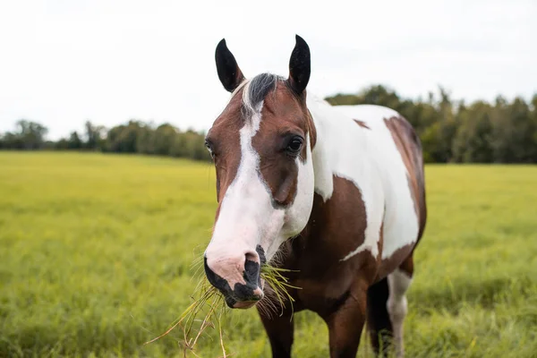 American Paint Horse Stute Mit Blauen Augen Westren Rasse Grast — Stockfoto