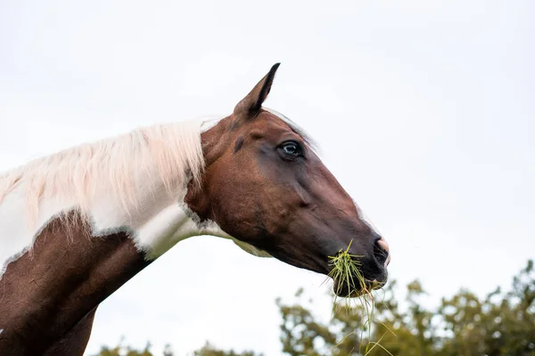 Amerykańska Klacz Paint Horse Niebieskimi Oczami Rasa Westren Pasąca Się — Zdjęcie stockowe