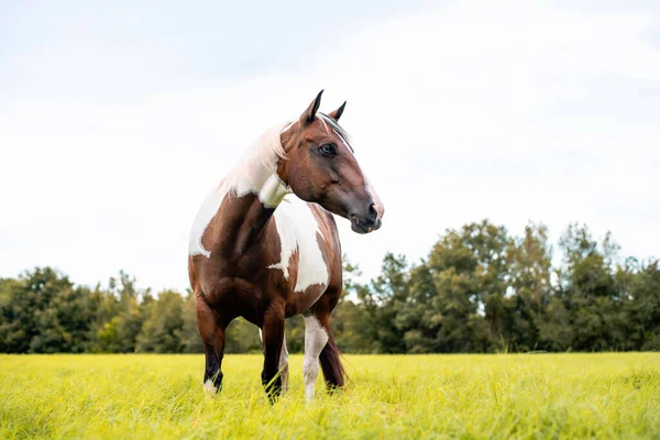 American Paint Horse Klacz Niebieskimi Oczami — Zdjęcie stockowe