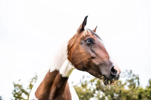 青い目のアメリカのペイント馬のマーレ 緑のフィールドで西洋品種の放牧 — ストック写真