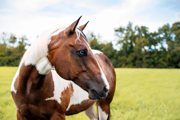 American Paint Horse Klacz Niebieskimi Oczami — Zdjęcie stockowe