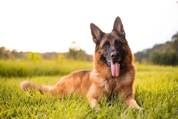 Alman çoban köpeği çimlerin üzerinde yatıyor.