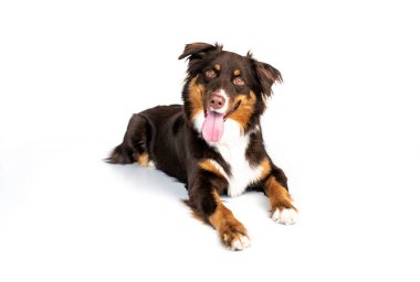 Üç Renkli Avustralya Çobanı beyaz arka planda izole edildi