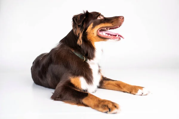 Tri Color Australian Shepherd Ізольований Білому Тлі — стокове фото