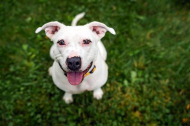 White female mixed breed pit bull, at a park on a sunny day