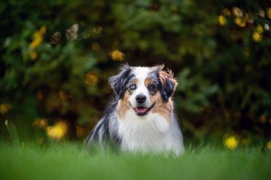 Australian Shepherd Dog enjoying outside at a park on a warm sunny day. Aussie Dog in merle color.