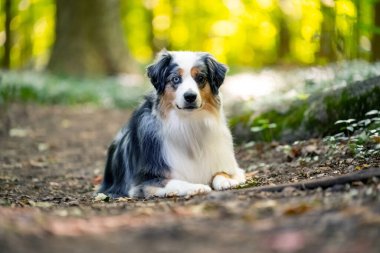 Australian Shepherd Dog enjoying outside at a park on a warm sunny day. Aussie Dog in merle color.