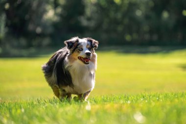 Australian Shepherd Dog enjoying outside at a park on a warm sunny day. Aussie Dog in merle color.