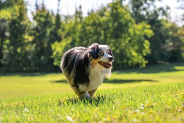 Australian Shepherd Dog enjoying outside at a park on a warm sunny day. Aussie Dog in merle color.