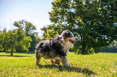 Australian Shepherd Dog enjoying outside at a park on a warm sunny day. Aussie Dog in merle color.