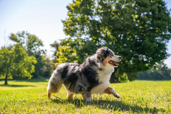 Australian Shepherd Dog enjoying outside at a park on a warm sunny day. Aussie Dog in merle color.