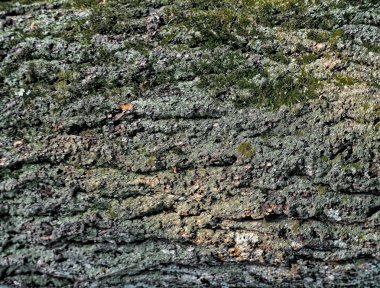 Bir ağaç yeşil yosun ve liken üstünde o ile kahverengi kabuğu kabartma dokusu. Dairesel bir meşe kabuğu Panoraması genişletilmiş.
