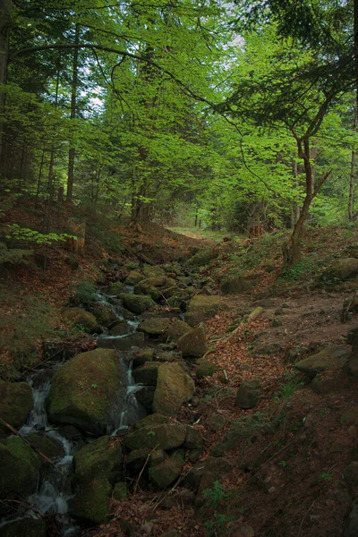 У Карпатських лісах росте багато рослинності. — стокове фото