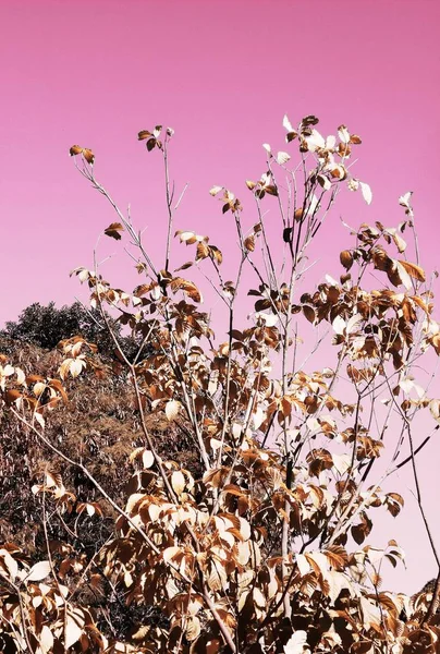 Captura Naturaleza Estática Con Tonos Rosados — Foto de Stock