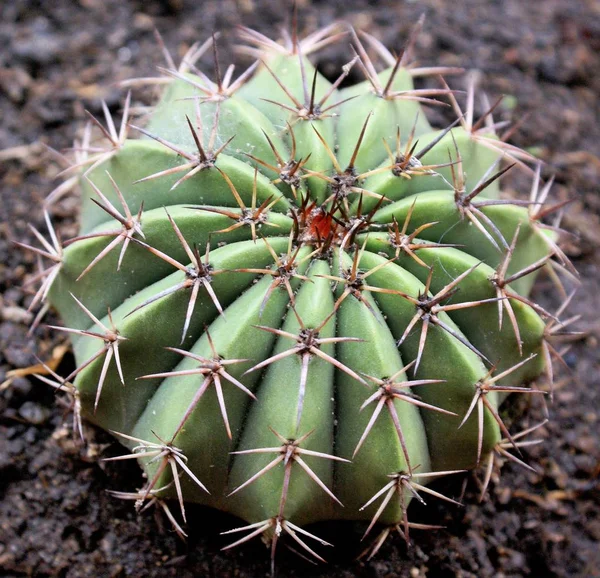 bir kaktüs, taş döşeli bahçe bahçeleri tipik yakalanması; Fotoğraf nerede dikenleri karışık ayrıntıları takdir edilmektedir