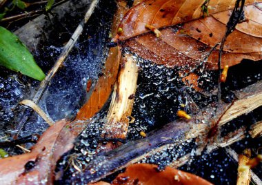 yağmur çiy spiderweb