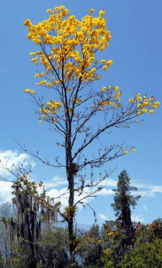 Sarı çiçek olarak bilinen Handroanthus chrysanthus renkler her yerde iyi bir karışım sağlar bir süs ağacıdır