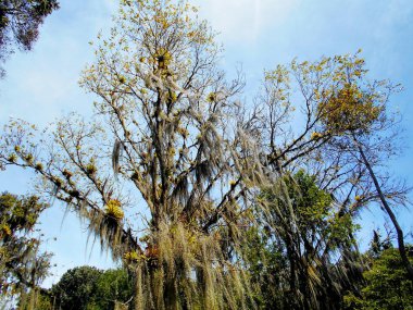 Sarı çiçek gibi Handroanthus chrysanthus, bilinen renkler her yerde iyi bir karışımı sağlayan bir süs ağacıdır