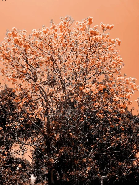 Handroanthus Chrysanthus Conocido Como Flor Amarilla Árbol Ornamental Que Proporciona — Foto de Stock