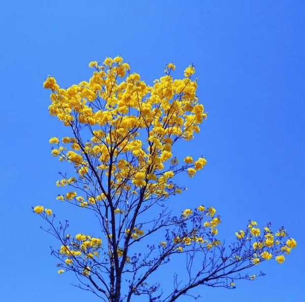 Handroanthus Chrysanthus Известный Желтый Цветок Декоративное Дерево Которое Обеспечивает Хорошую — стоковое фото