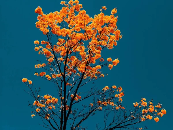 Handroanthus Chrysanthus Conocida Como Flor Amarilla Árbol Ornamental Que Proporciona — Foto de Stock