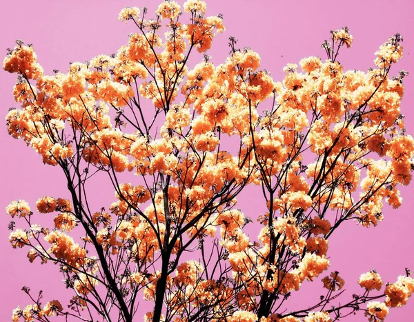 Handroanthus Chrysanthus Conocida Como Flor Amarilla Árbol Ornamental Que Proporciona — Foto de Stock