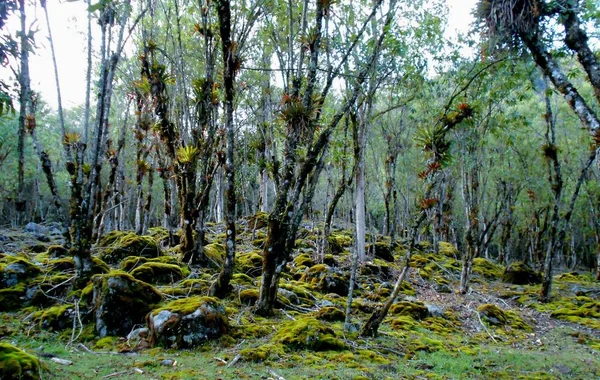 Uma Floresta Perdida Onde Caminhar Perder — Fotografia de Stock