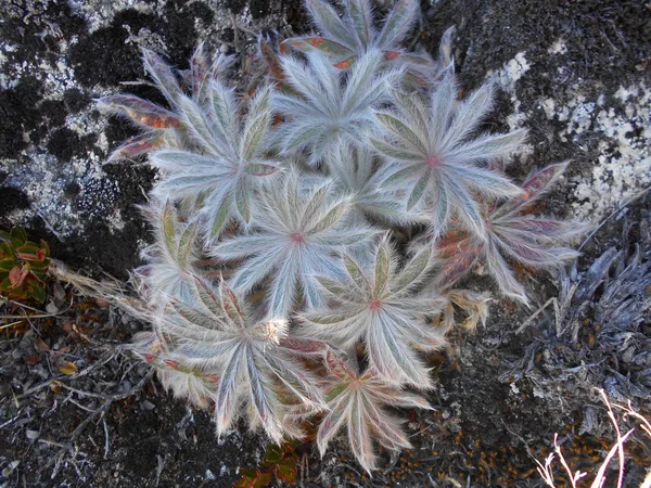 Fragili Piante Delle Montagne Andine — Foto Stock