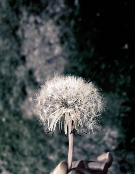 Dandelion Explosion Ready Make Wish — Stock Photo, Image