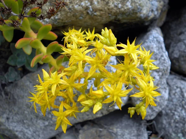 Infiorescenza Fiori Carnosi — Foto Stock