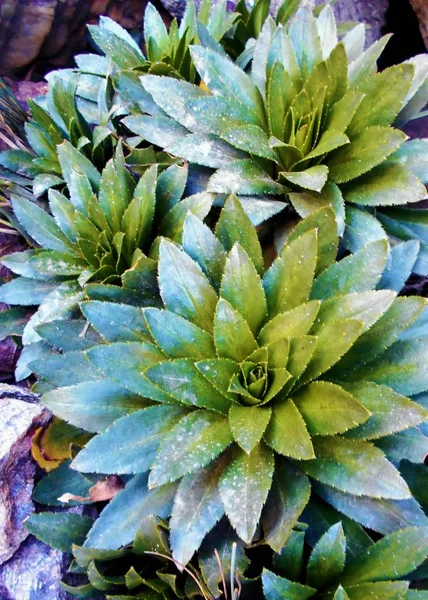 Macro Plants Low Bearing — Stock Photo, Image