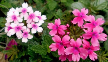 çiçek makro ile yüksek detay