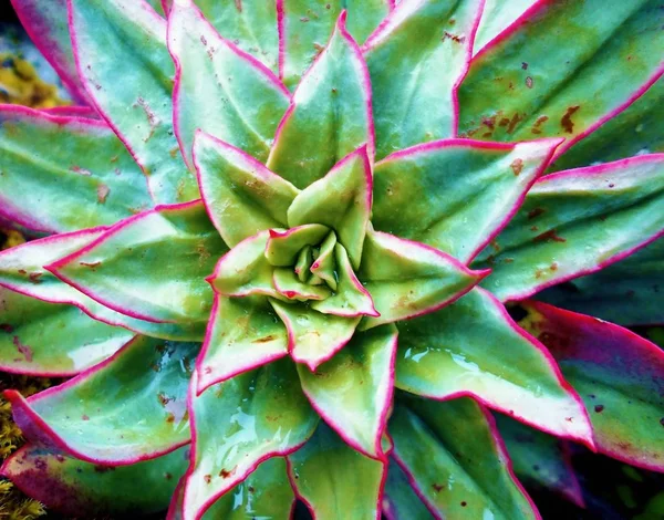 One Multicolored Xerophytic Plant — Stock Photo, Image