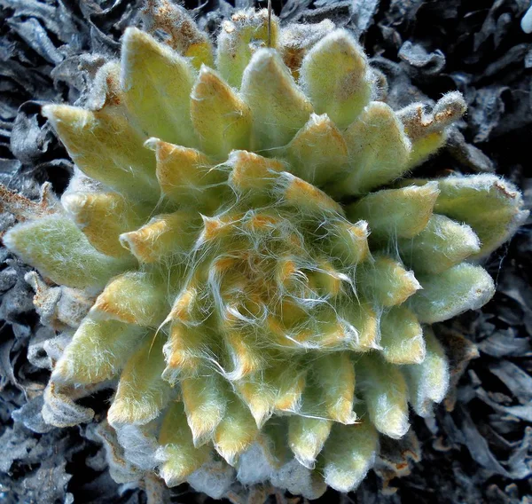 Frailejon Plants Andean Mountains — Stock Photo, Image