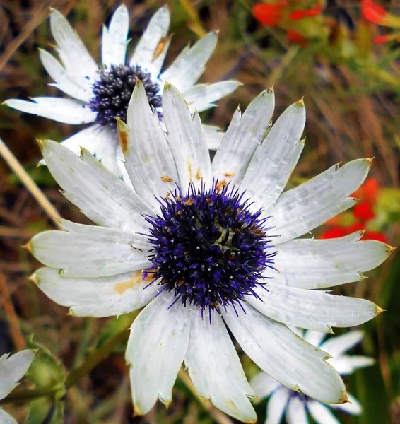 Macro Flor Com Alto Detalhe — Fotografia de Stock