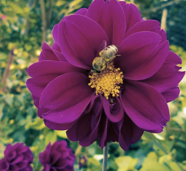 Blume Makro Mit Hohen Details — Stockfoto