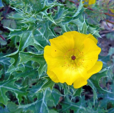 çiçek makro ile yüksek detay