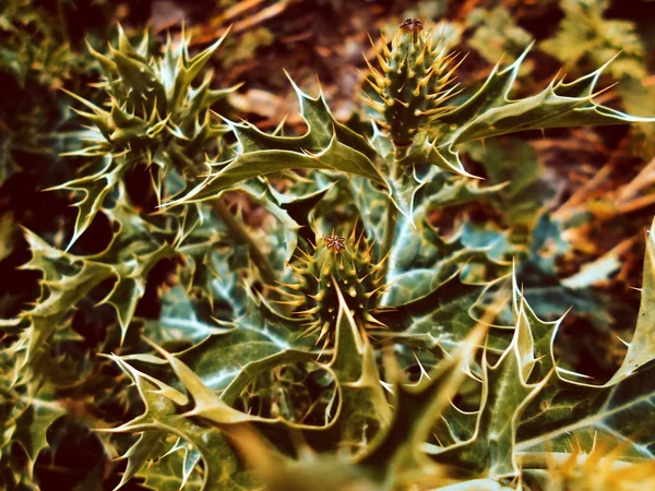 Macro Plants Low Bearing — Stock Photo, Image