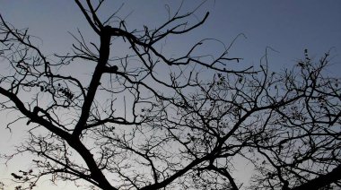 arka ışık karşı ağaçlarının dalları