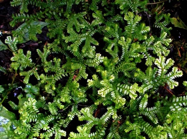 Fougère Typique Forêt Nuageuse — Photo