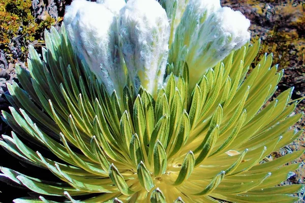 Frailejon Plants Andean Mountains — Stock Photo, Image