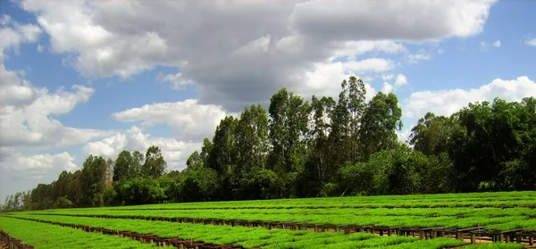 Viveiros Para Produção Florestal Reflorestamento — Fotografia de Stock