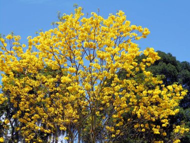 Sarı çiçek gibi Handroanthus chrysanthus, bilinen renkler her yerde iyi bir karışımı sağlayan bir süs ağacıdır