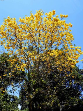 Sarı çiçek gibi Handroanthus chrysanthus, bilinen renkler her yerde iyi bir karışımı sağlayan bir süs ağacıdır