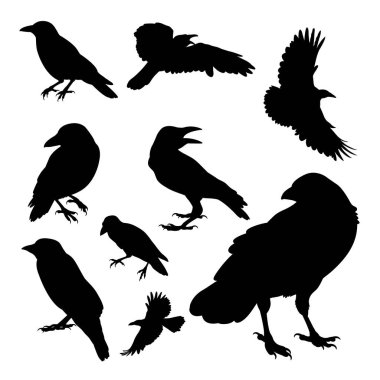Albino karga kuş siluetleri. Sembol, logo, simge, maskot ya da istediğiniz herhangi bir tasarım için kullanılabilir.