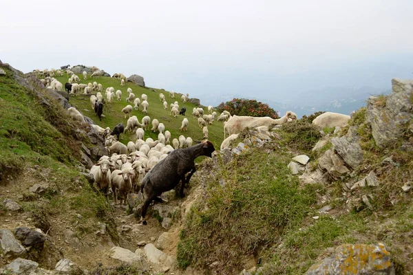 Cordilheira Perto Triund Hill Manada Ovelhas Pastando Nas Montanhas Perto — Fotografia de Stock