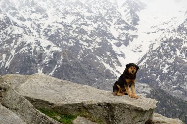 Büyük bir kaya oluşumunda oturan ve kameraya bakan çoban köpeği. Arka planda kar kaplı dağ aralığı. Triund Tepesi, Himalaya Dağları, Himachal, Pradesh, Hindistan